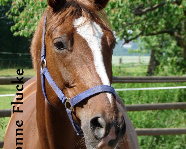 broodmare Felina 104 (Westphalian, 1998, from Funkenmeer)