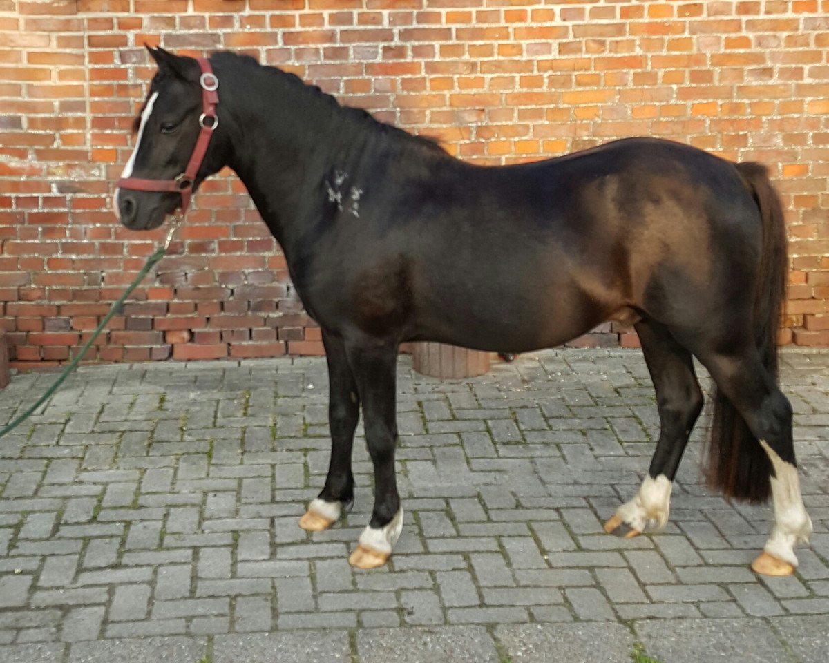 horse Leybuchts Liverpool (Welsh mountain pony (SEK.A), 2013, from Boniface Llewelyn)