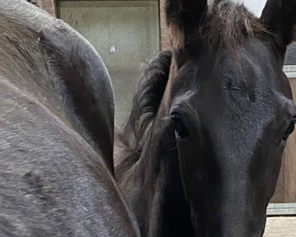 horse Titus W (Westphalian, 2021, from Taurus)