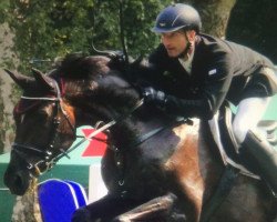 jumper Black Sky Billy (German Warmblood, 2007, from Blackstone I)