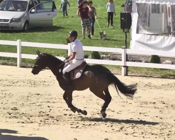 Reitturnier Leutkirch-Diepoldshofen 2018