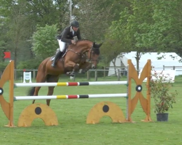 jumper Staklouna (Oldenburg show jumper, 2009, from Stakkatol)
