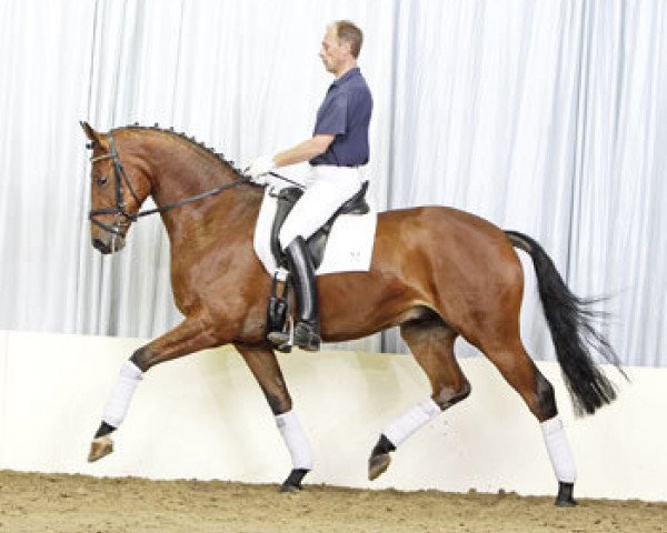 Dressurpferd Libretto 41 (Hannoveraner, 2007, von Lauries Crusador xx)