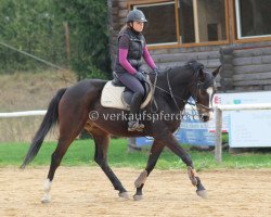 jumper Pirat V (Slovenian Warmblood, 2009, from Němen)