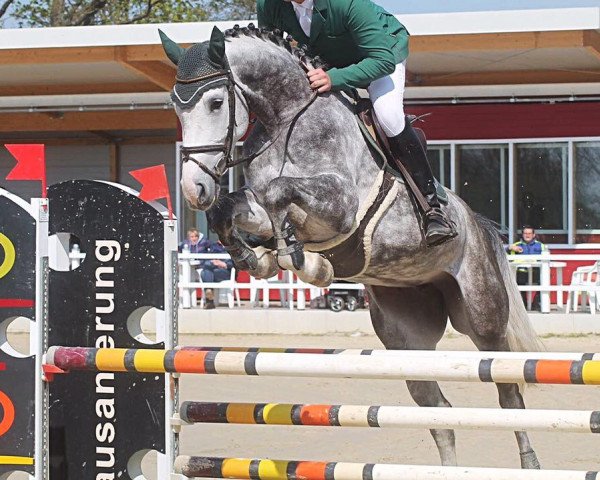jumper Cristallo's Lady (Westphalian, 2011, from Cristallo II)
