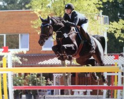 jumper Matinee (Hessian Warmblood, 2005, from Calido Ass)