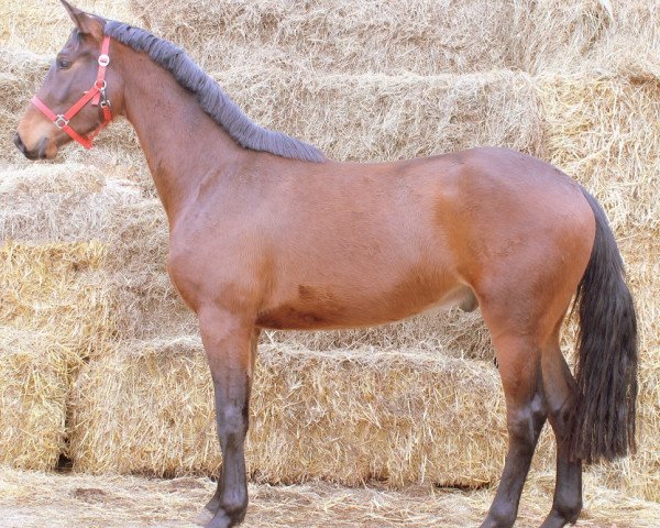 horse Jhe Jil (KWPN (Royal Dutch Sporthorse), 2014, from Gfe Jilbert van't Ruytershof)