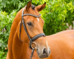 dressage horse Chipolino 8 (Hanoverian, 2009, from Comte)