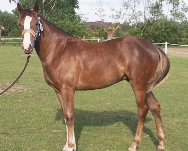 horse Sarina (Westphalian, 2016, from Sweet Hero)