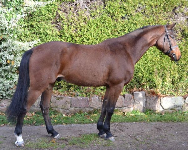 Pferd Campino (Oldenburger, 2010, von Cariletto 2) Pferd Campino (Oldenburger, 2010, von Cariletto 2)