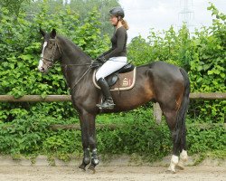 jumper Canero de Luxe (Oldenburg, 2008, from Class de Luxe 2)