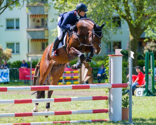 Dressurpferd Lennox (Deutsches Sportpferd,  , von Hh Linton)