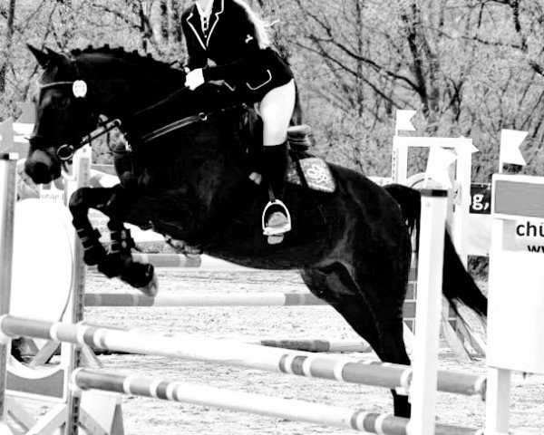 dressage horse Jazzman 6 (Trakehner, 2007, from Lord Luciano 2)