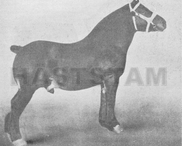 stallion Conquerant de Terhaegen (Brabant/Belgian draft horse, 1909, from Indigène du Fosteau) stallion Conquerant de Terhaegen (Brabant/Belgian draft horse, 1909, from Indigène du Fosteau)