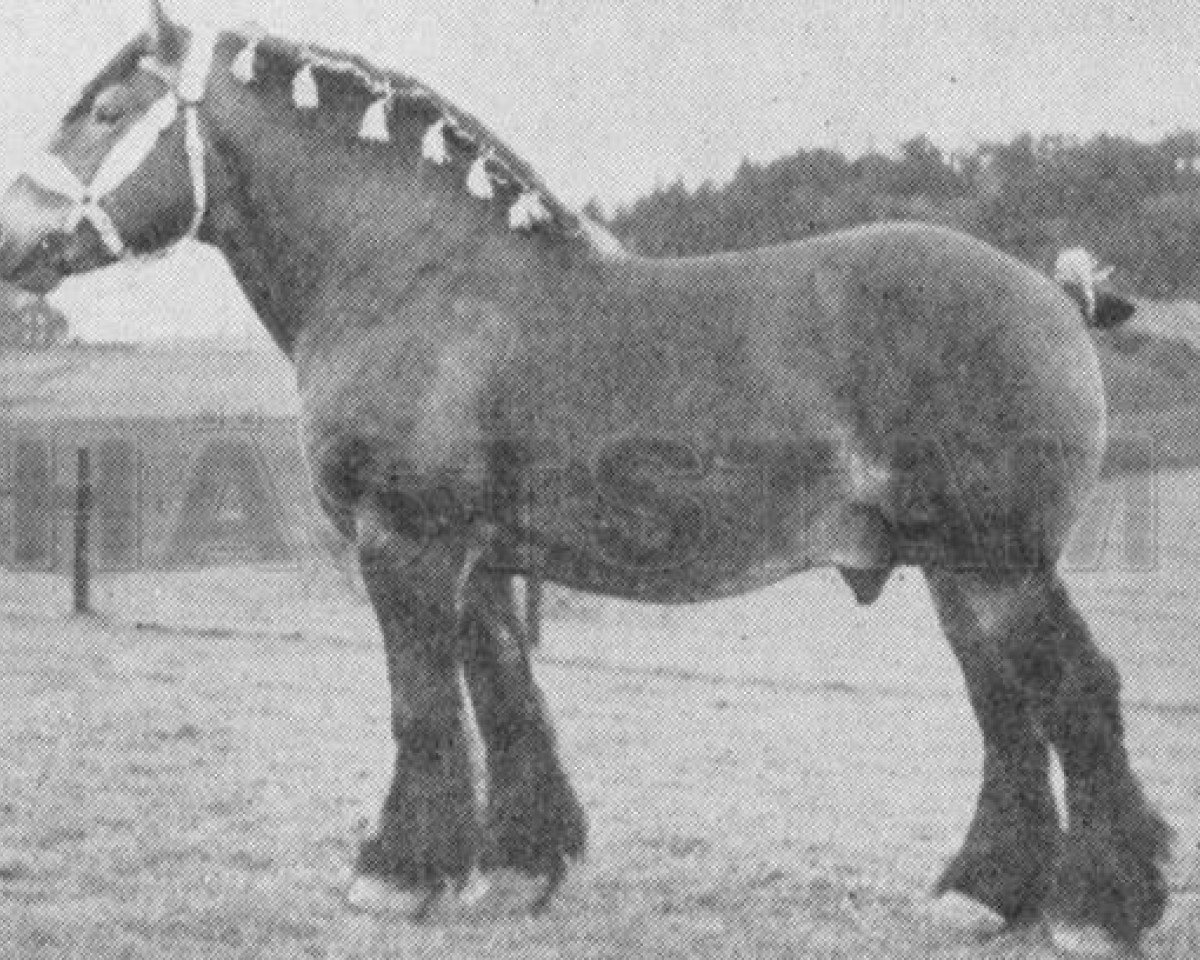 Deckhengst Perfekt (Ardenner, 1935, von Tapageur d'Herse)