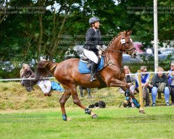 broodmare Skylah H (Holsteiner, 2008, from Singulord Joter)