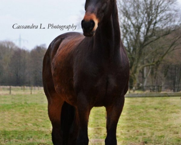 Springpferd Renoir (Hannoveraner, 2004, von Roadster)