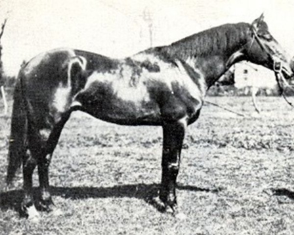 Deckhengst Danube Bleu x (Anglo-Araber, 1922, von Phryxus xx)