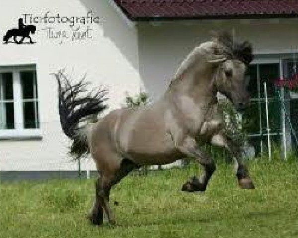 Deckhengst Marlon (Fjordpferd, 2011, von Minor II 11 F) Deckhengst Marlon (Fjordpferd, 2011, von Minor II 11 F)