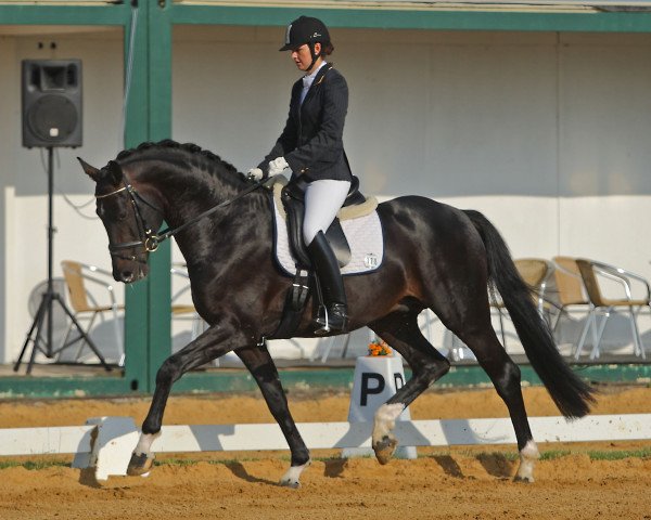 stallion Sir Niro (Oldenburg, 2007, from Sir Donnerhall I)