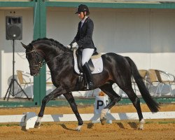 stallion Sir Niro (Oldenburg, 2007, from Sir Donnerhall I)