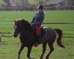 dressage horse Little Point 2 (German Riding Pony, 1991)