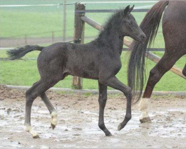 dressage horse Diedaisses (Oldenburg, 2015, from Finest) dressage horse Diedaisses (Oldenburg, 2015, from Finest)
