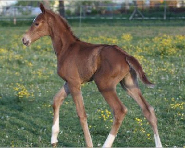 Pferd Fleur Rouge (Hannoveraner,  , von Fürst Nymphenburg)