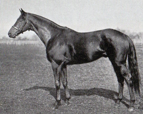 Deckhengst Aurelius xx (Englisches Vollblut, 1923, von Pergolese xx)