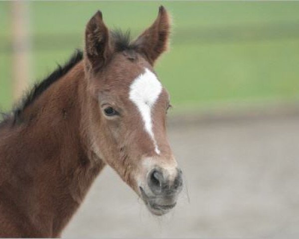 horse Wilhelmine (Oldenburg, 2014, from Abegglen Fh Nrw)