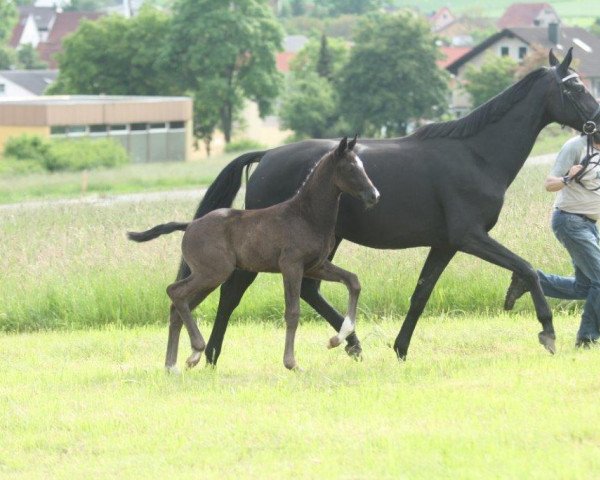 horse Beaulieu (German Sport Horse, 2016, from Bon Coeur)