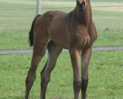 Caballo de Doma Fabelhaft 47 (Caballo de Deporte Alemán, 2017, de Tannenhof's Fahrenheit)