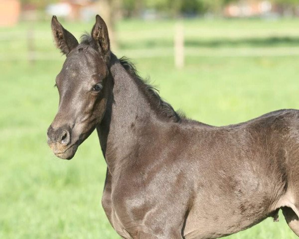 horse Hepburn (Oldenburg, 2016, from San Amour I)