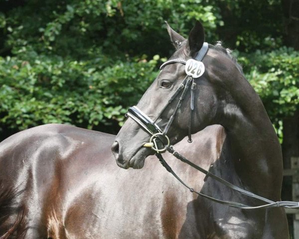 broodmare Happiness (Oldenburg, 2012, from De Niro)