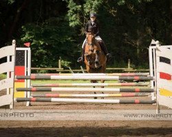 dressage horse Keamore Hill Lux (Irish Sport Horse, 2007, from Lux Z)