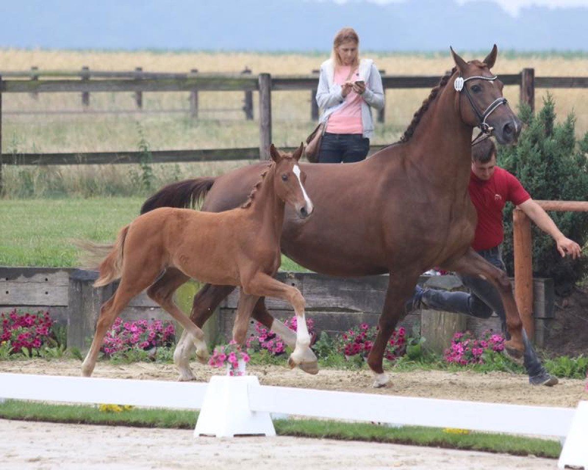 broodmare Rosabell SD (Westphalian, 2017, from Rosendiamant)