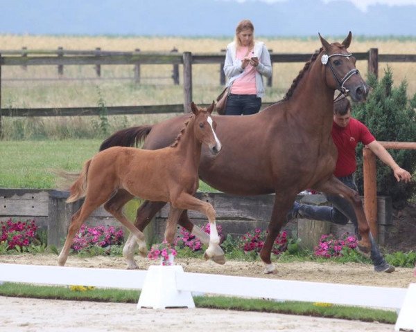 broodmare Rosabell SD (Westphalian, 2017, from Rosendiamant)