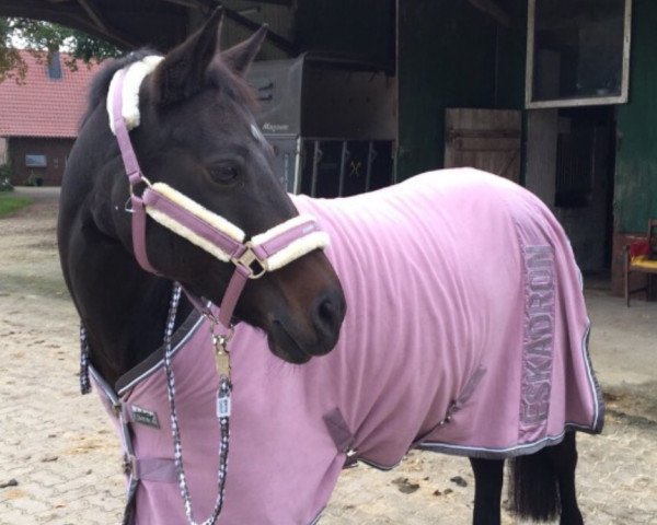 dressage horse Tiffany 405 (German Riding Pony, 2003, from Mahrdorf Trabant)