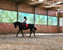 dressage horse Pandora 3 (Rhinelander, 2010, from Poleggio)