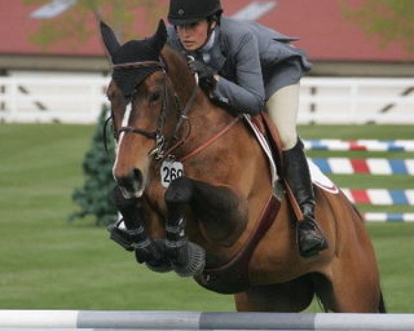 Zuchtstute Billy Autumn (Irish Sport Horse, 1997, von Animo)