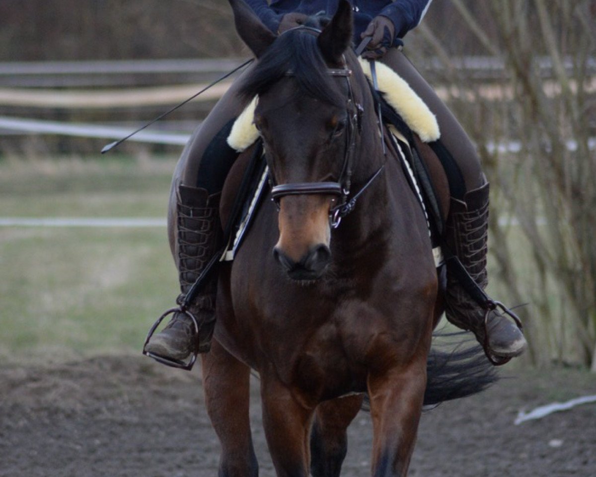 horse Rumina Maxima H (Hessian Warmblood, 2003, from Rosen-Hit)