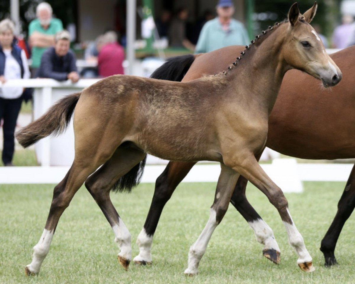horse Herzkönig's Bube (German Riding Pony, 2017, from Herzkönig NRW)
