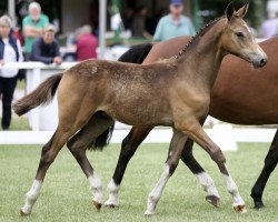 horse Herzkönig's Bube (German Riding Pony, 2017, from Herzkönig NRW)