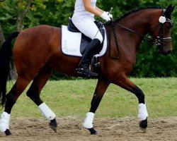 dressage horse Caralunaa (Westphalian, 2011, from Califax)