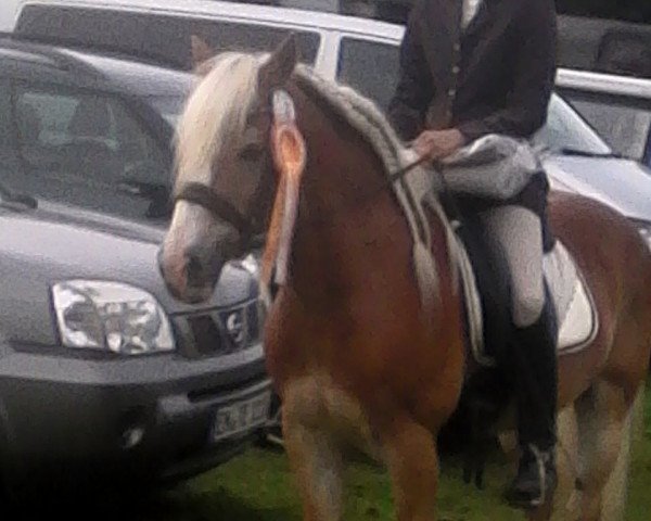 dressage horse Albin (Haflinger, 1997, from Antinor)