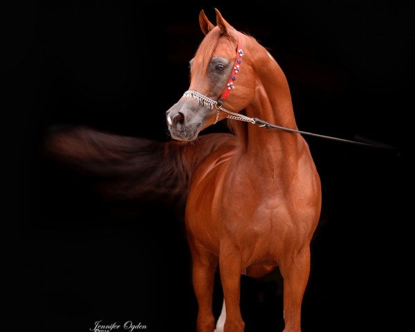 stallion Rohara Bacara (Arabian purebred, 2001, from Padrons Psyche 1988 ox)