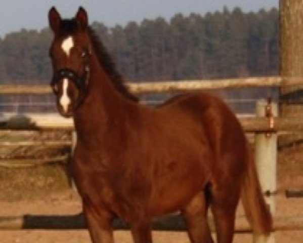 horse Cordino S (Westphalian, 2011, from Cordynox)