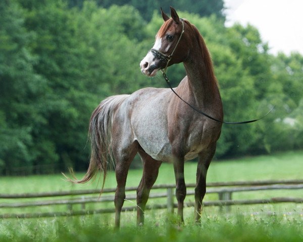 broodmare Bafra B ox (Arabian purebred, 2002, from El Nabila B ox)