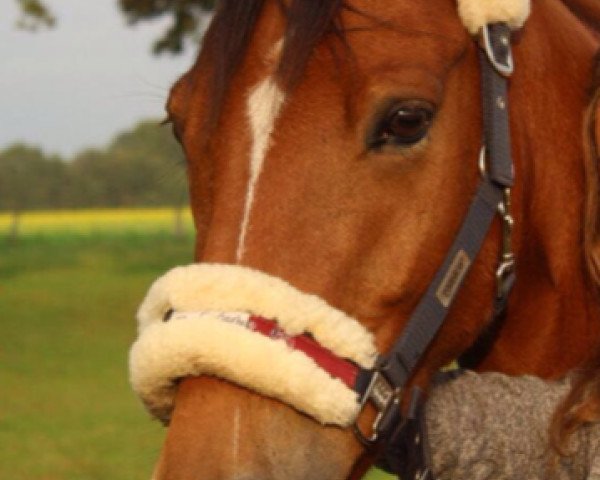 Dressurpferd Dow Jones 55 (Deutsches Reitpony, 2009, von Fs Dr Watson)