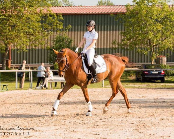 dressage horse Beverly Angel (Trakehner, 2010, from Van Deyk)